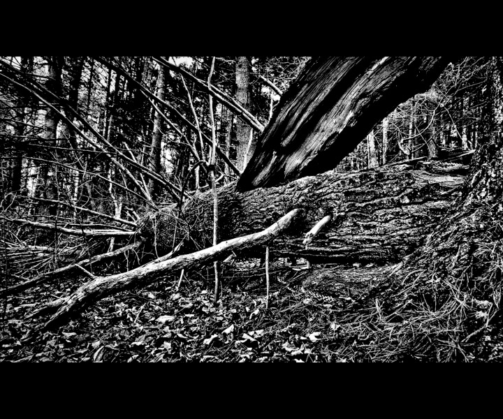 Fallen Pine