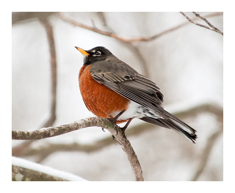 Regal Robin