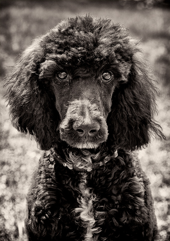 Kona