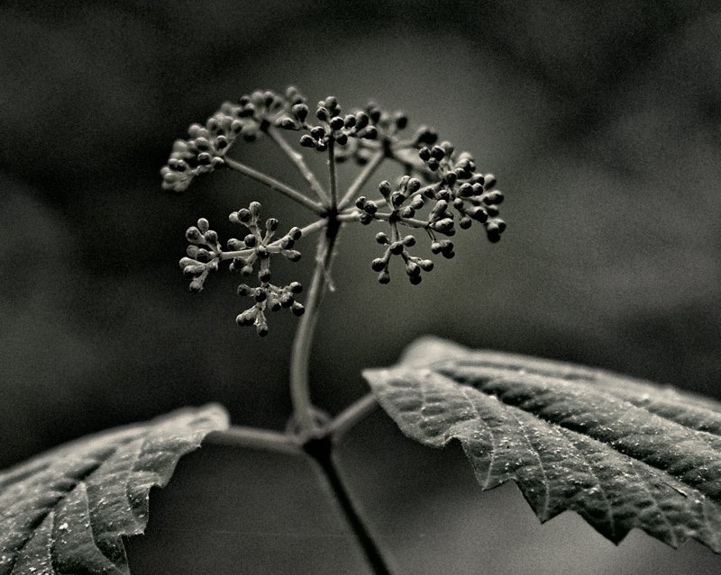 Dendritic