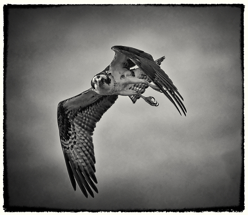 Osprey