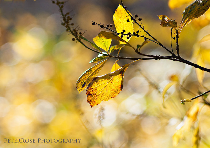 DSC_8160a-w1