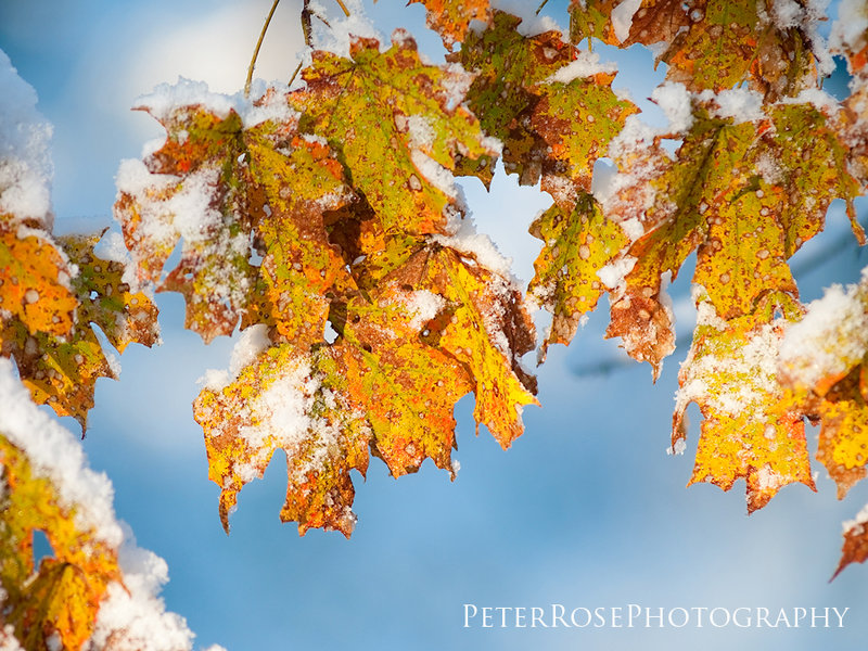 DSC_8462-w1