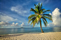 Single Palm Tree - San Andres Island