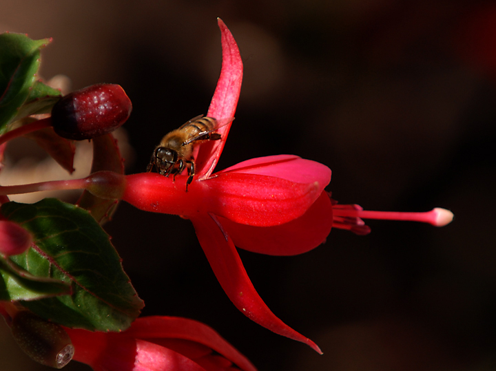 DSC_0224_dpc.jpg