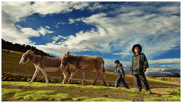 Little Andean Shepherds