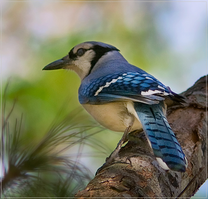 Blue Jay