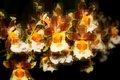 Orchids.jpg