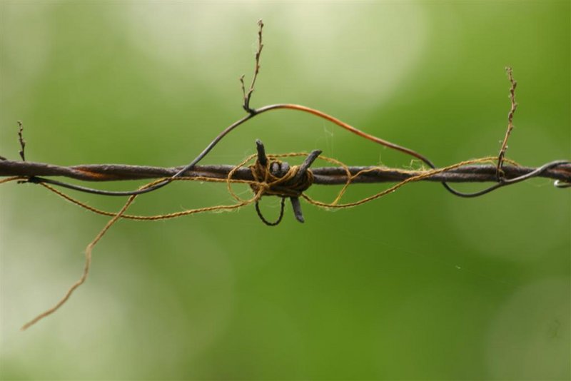 Barbed Wire For Web.JPG