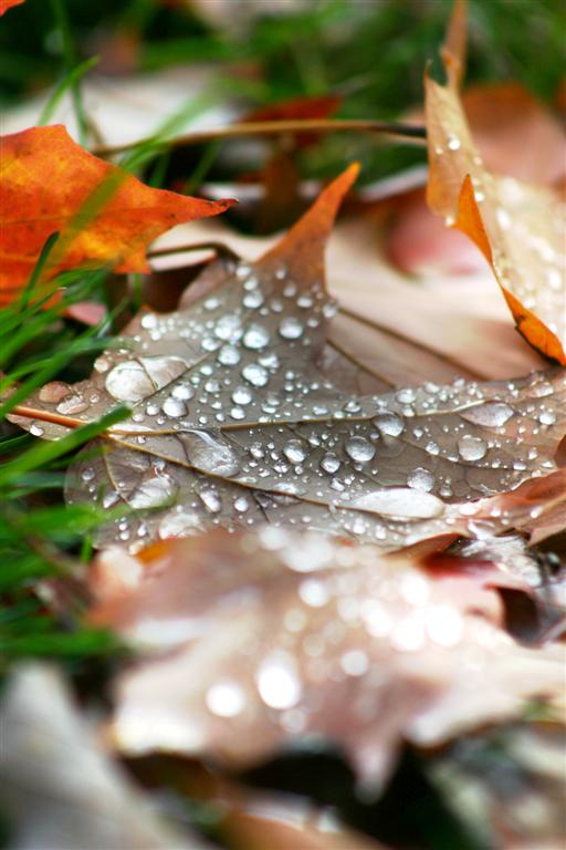 Dew On Leaf3.jpg