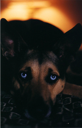 You and Me and My Dog Blue.jpg
