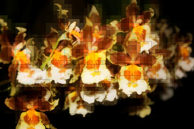 Orchids.jpg