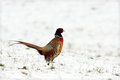 Pheasant in the snow