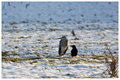 Heron and Crow 1
