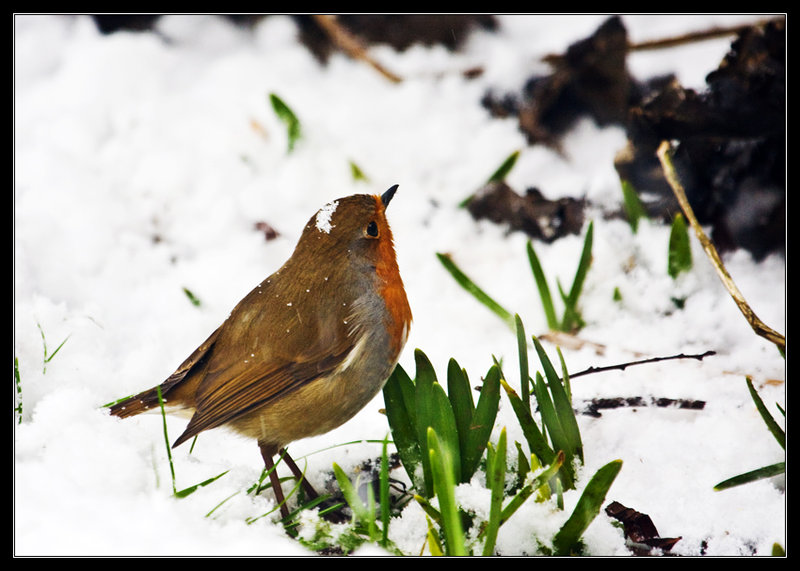 Snow Hat