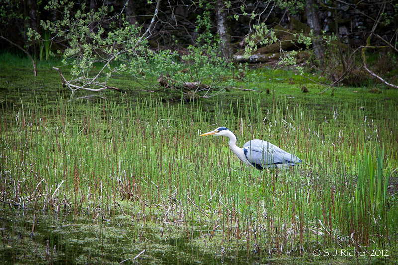 Grey Heron_5583