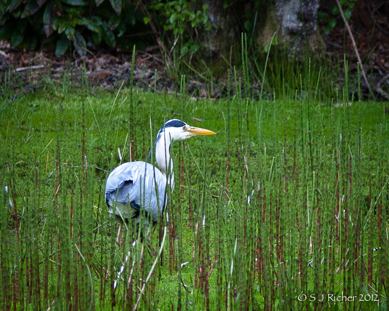 Grey Heron_5603