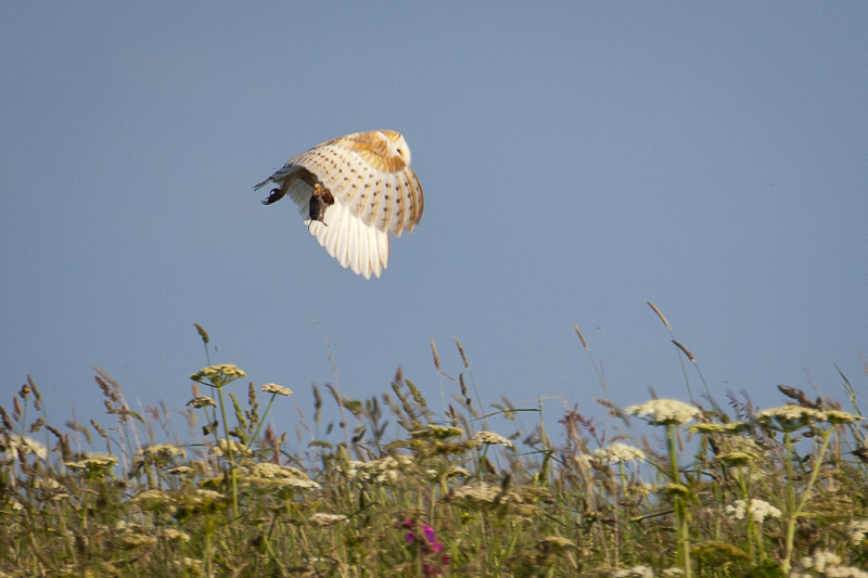 Barn Owl with prey 2