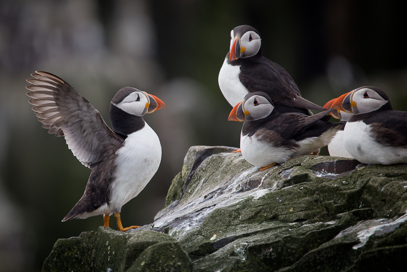 A School of Puffins!