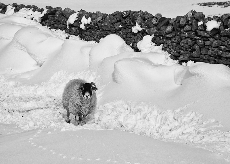Lone sheep