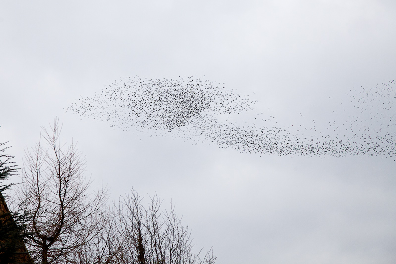 Murmuration March 13 - 1