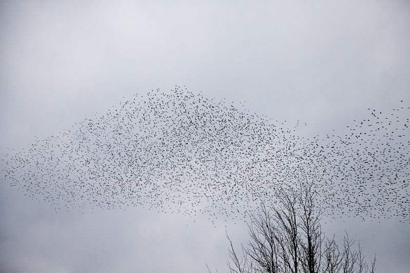 Murmuration March 13 - 3