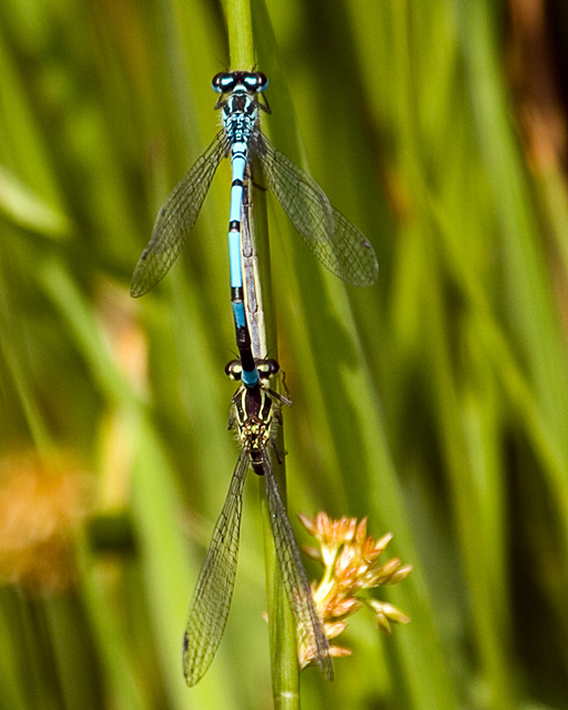 Damsel Flies Mating.