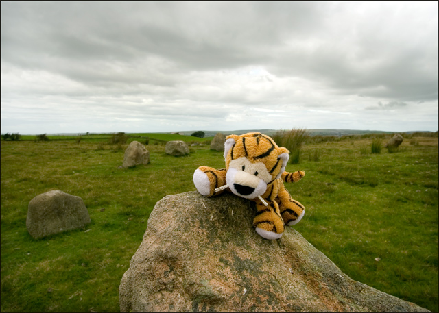 Peregrine at a Stone Circle 