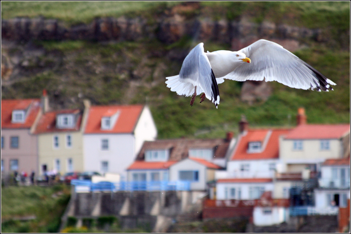 Gull over Whitby