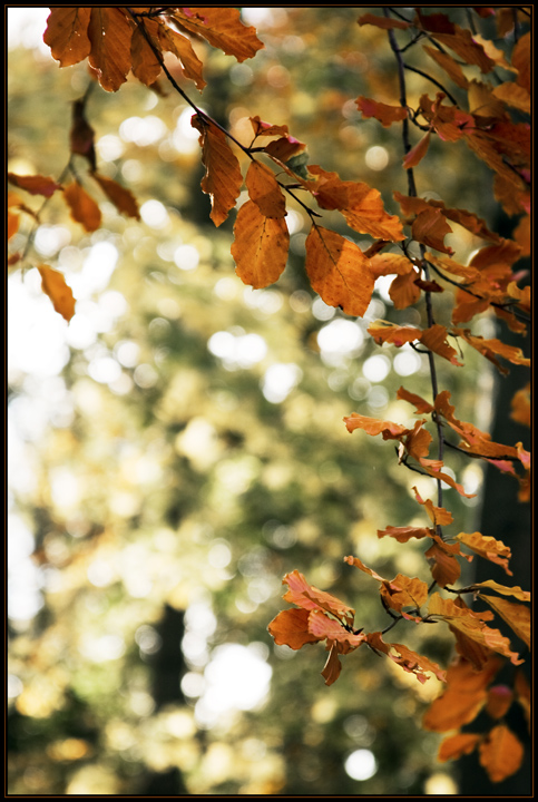 Autumn Leaves