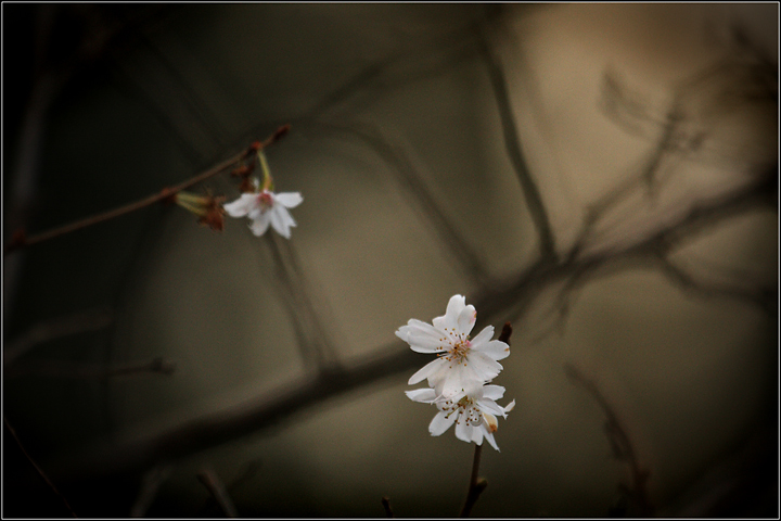 Blossom