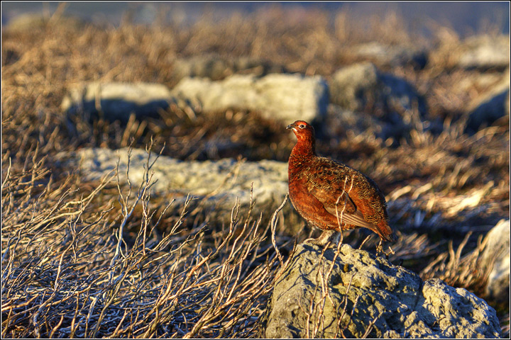 Red Grouse