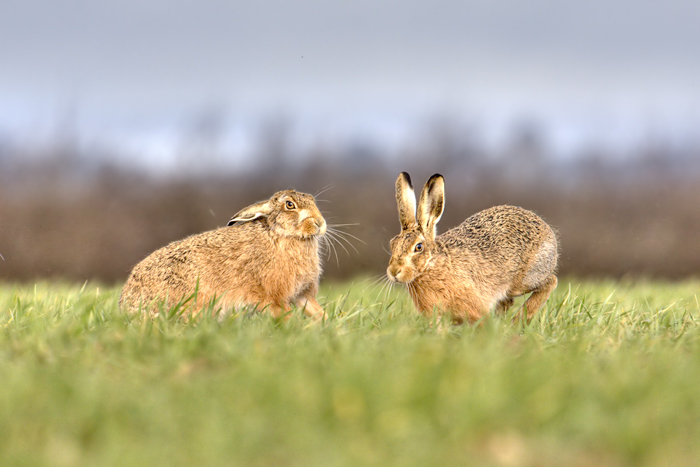 Mad as March Hares