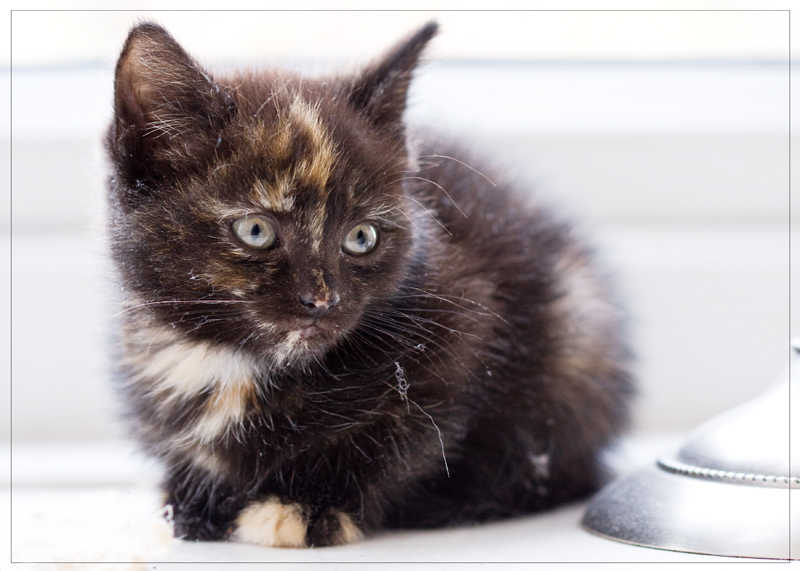Un-named Tortie