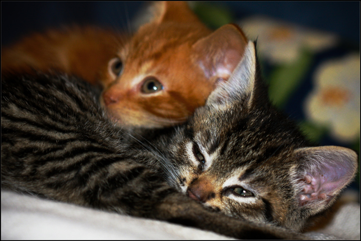 Milo and Scout