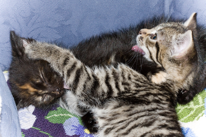 Scout and Bracken