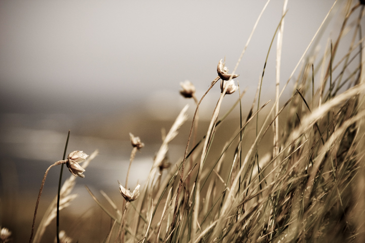 Grasses