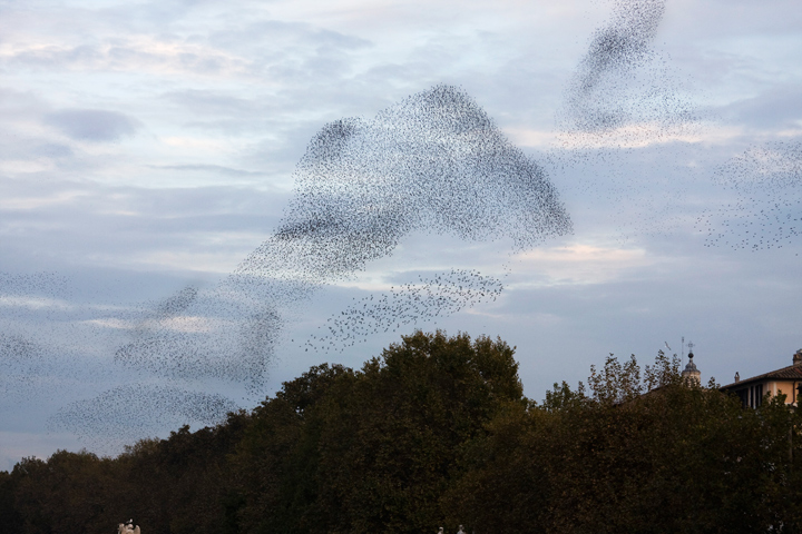 Starlings Flocking over Rome