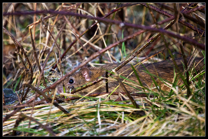 Ratty