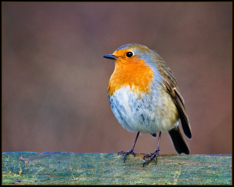 Robin Without Branch