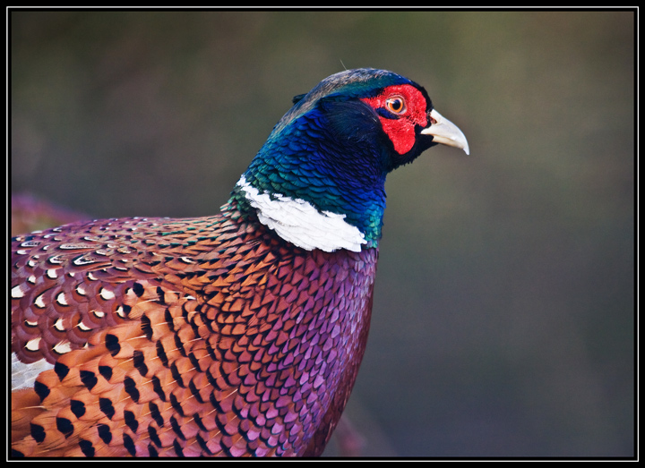 Pheasant