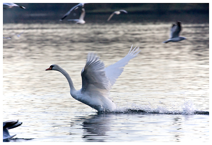 Mute Swan