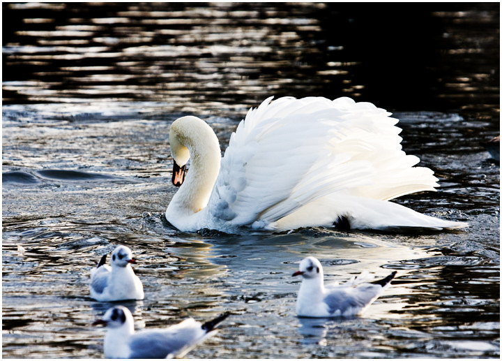 Mute Swan displaying.