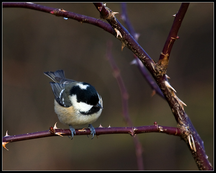 Coal Tit 2