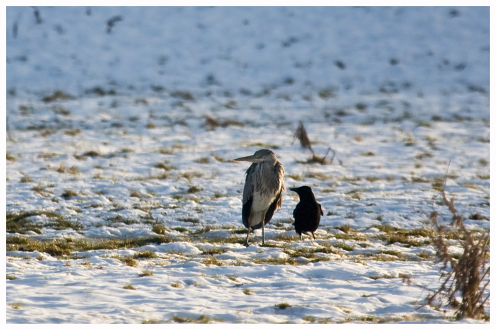 Heron and Crow 1
