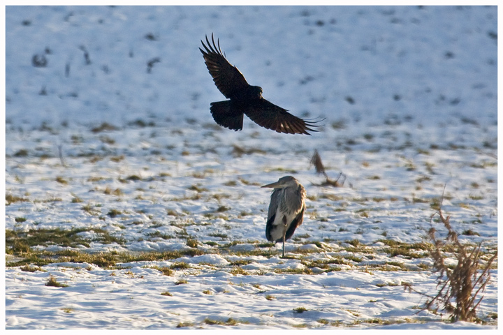 Heron and Crow 2