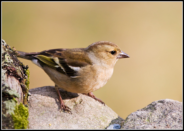 Chaffinch