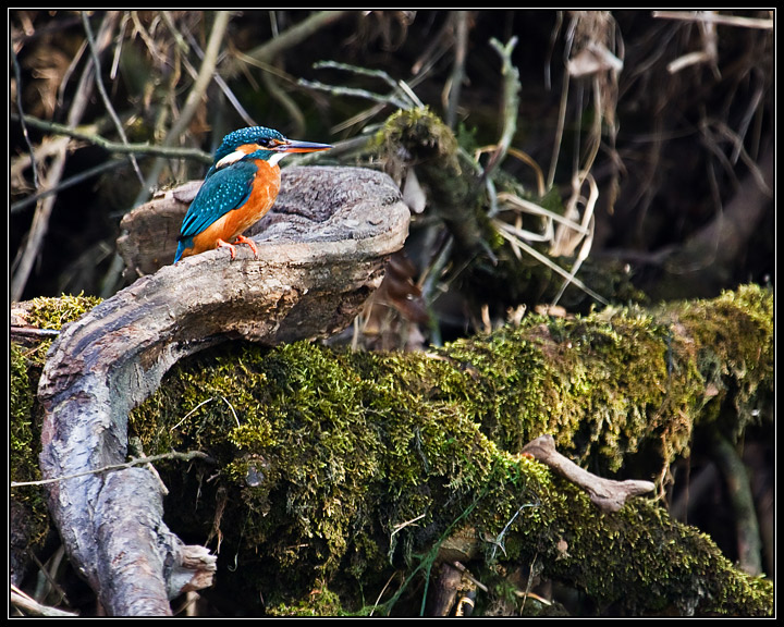 Kingfisher