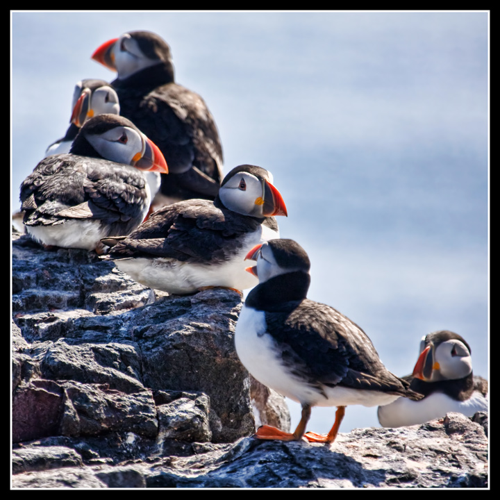 A Plethora of Puffins