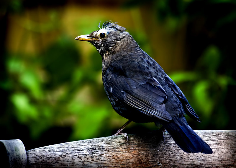 Blackbird